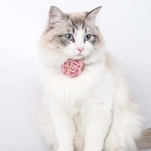Cat Collars & Leashes