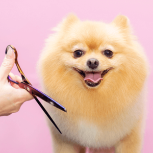 Dog Grooming