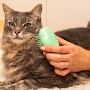Cat Cleaning