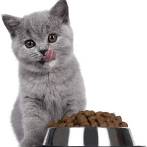 Cat Food