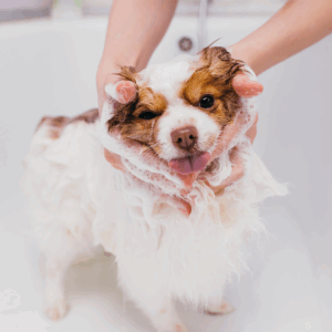 Dog Grooming