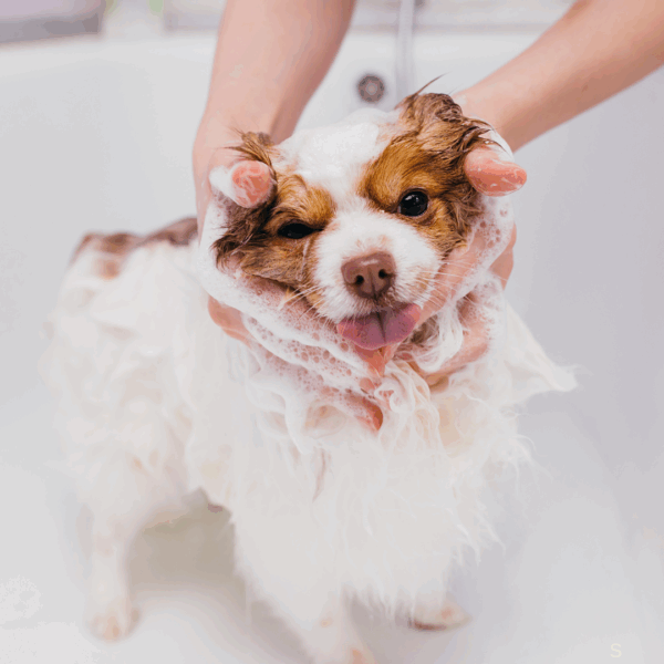 Dog Grooming