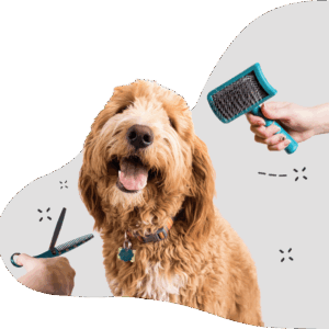Dog Cleaning