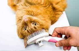 Cat Grooming