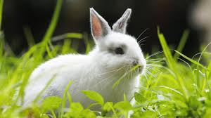 Small Pets