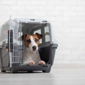 Dog Carries & Transportation